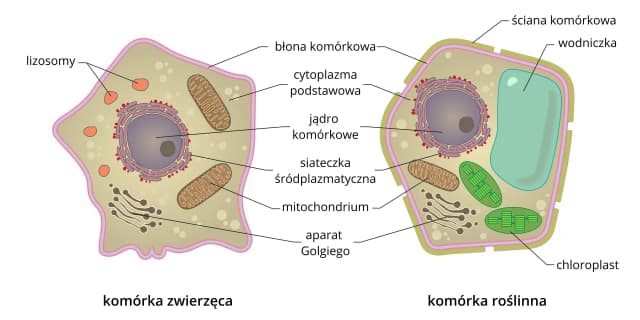 Czym różni się komórka roślinna od zwierzęcej? Kluczowe różnice, które musisz znać
