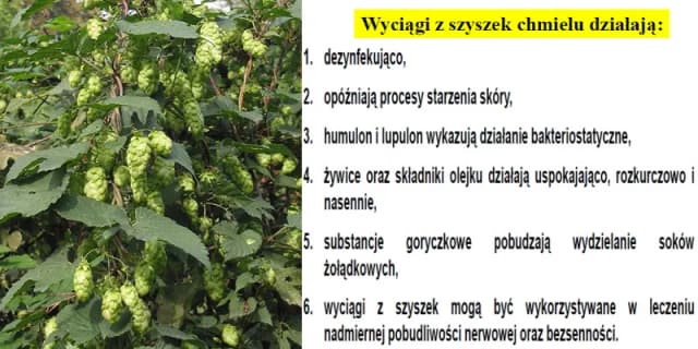 Czy chmiel ma gluten? Odkryj prawdę o składnikach piwa